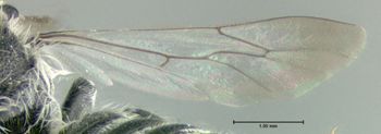 Media type: image;   Entomology 610865 Aspect: hind wing